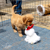LindaE-Pups-4-27-26-301