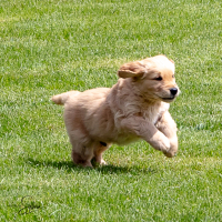 LindaE-Pups-4-27-26-34