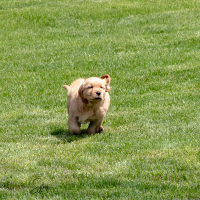 LindaE-Pups-4-27-26-49