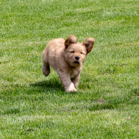 LindaE-Pups-4-27-26-50