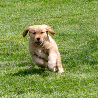 LindaE-Pups-4-27-26-52