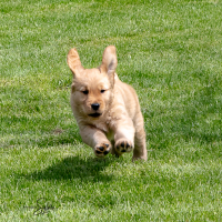LindaE-Pups-4-27-26-53