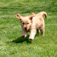 LindaE-Pups-4-27-26-55