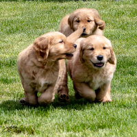 LindaE-Pups-4-27-26-65