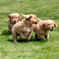 LindaE-Pups-4-27-26-68