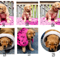 PINK-PUP