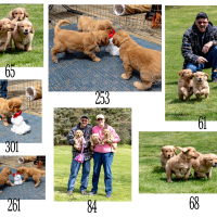 PUPS-AT-PLAY