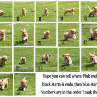 Pups-Running