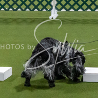 26-18-10-ScentWork-108