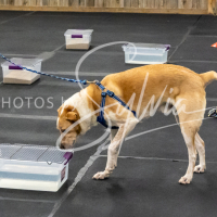 26-18-10-ScentWork-166
