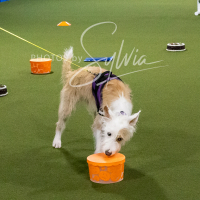 26-18-10-ScentWork-354