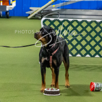 26-18-10-ScentWork-387