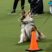 26-18-10-ScentWork-416