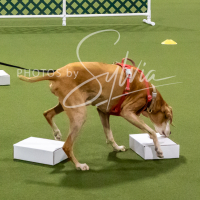 26-18-10-ScentWork-50