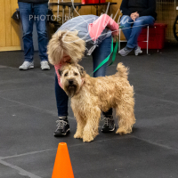 26-18-10-ScentWork-567