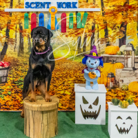 26-18-10-ScentWork-601