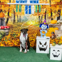 26-18-10-ScentWork-631